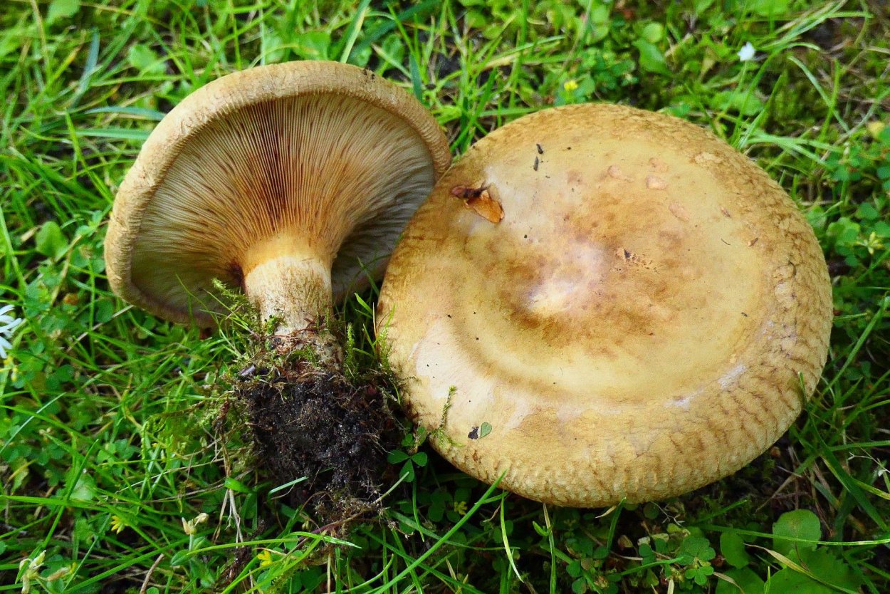 Ольховая свинушка (Paxillus filamentosus)