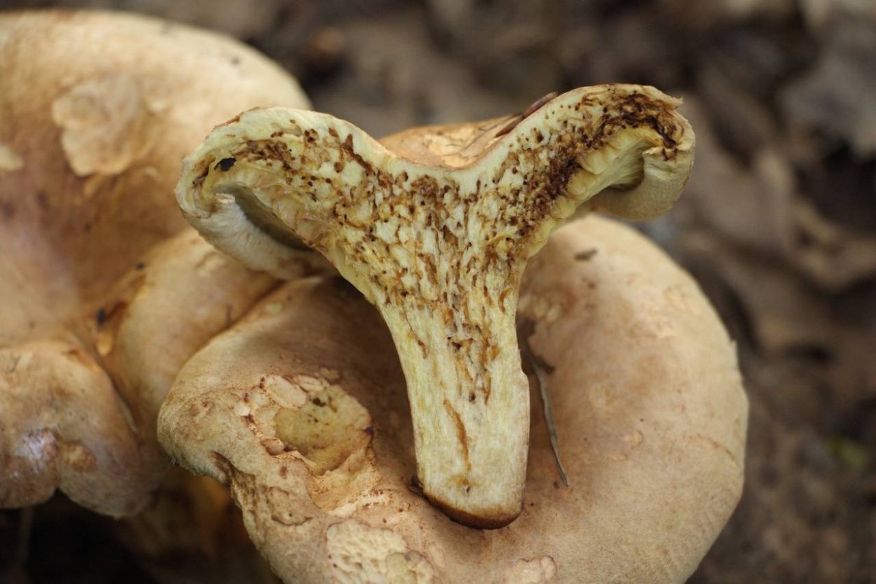 Коровник гриб съедобный