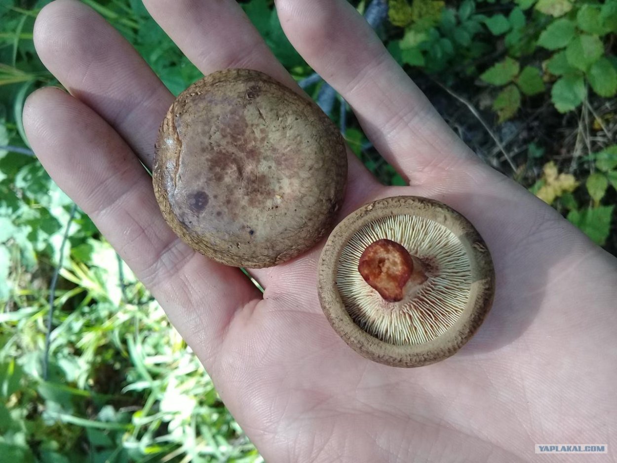 Фетюха гриб