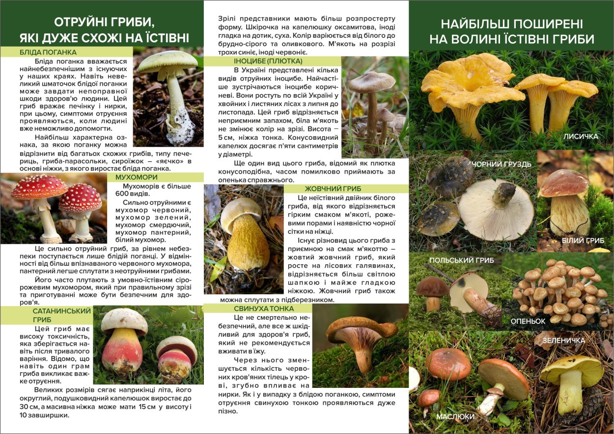 Отруйні гриби України