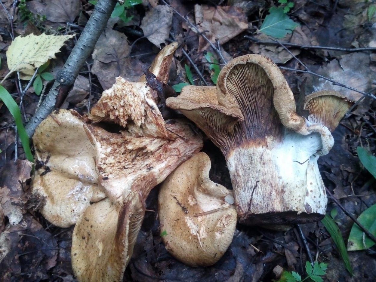 Гриб черный груздь