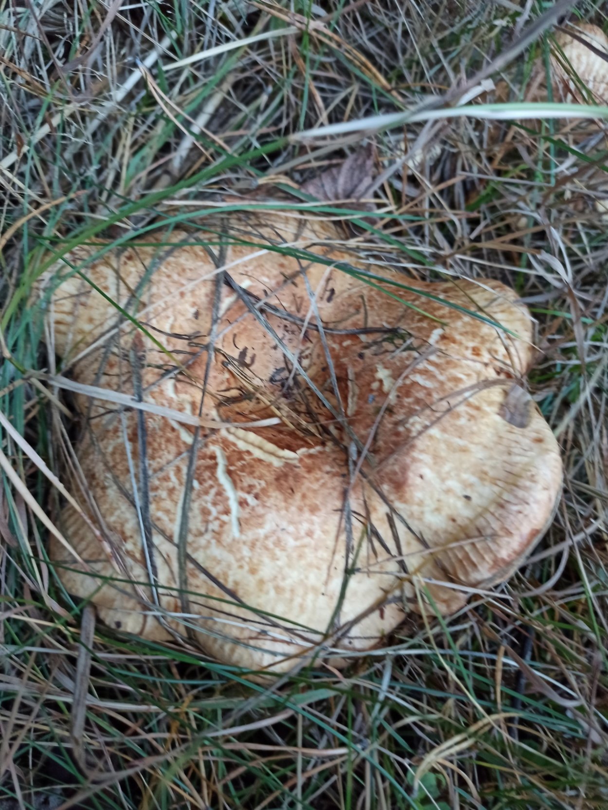 Свинушка млечник