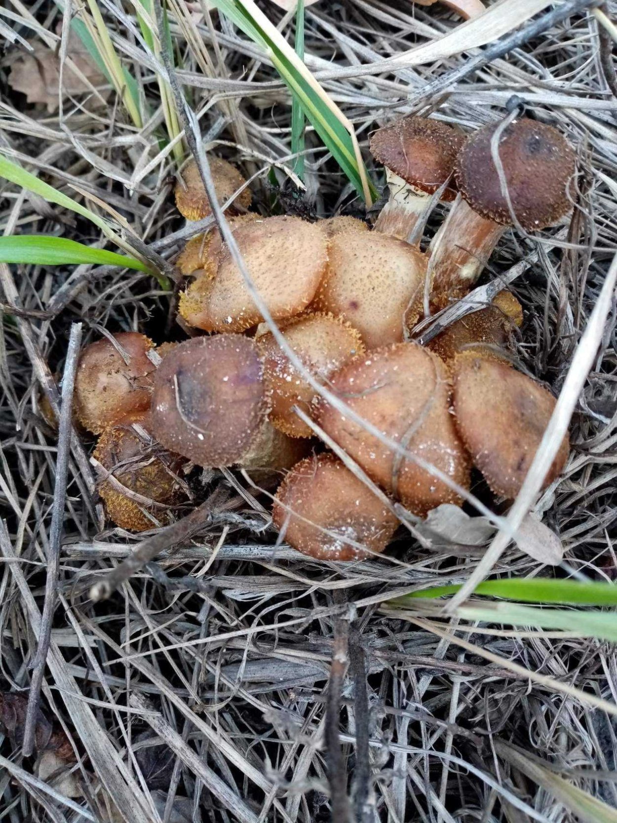 Опята осенние еловые