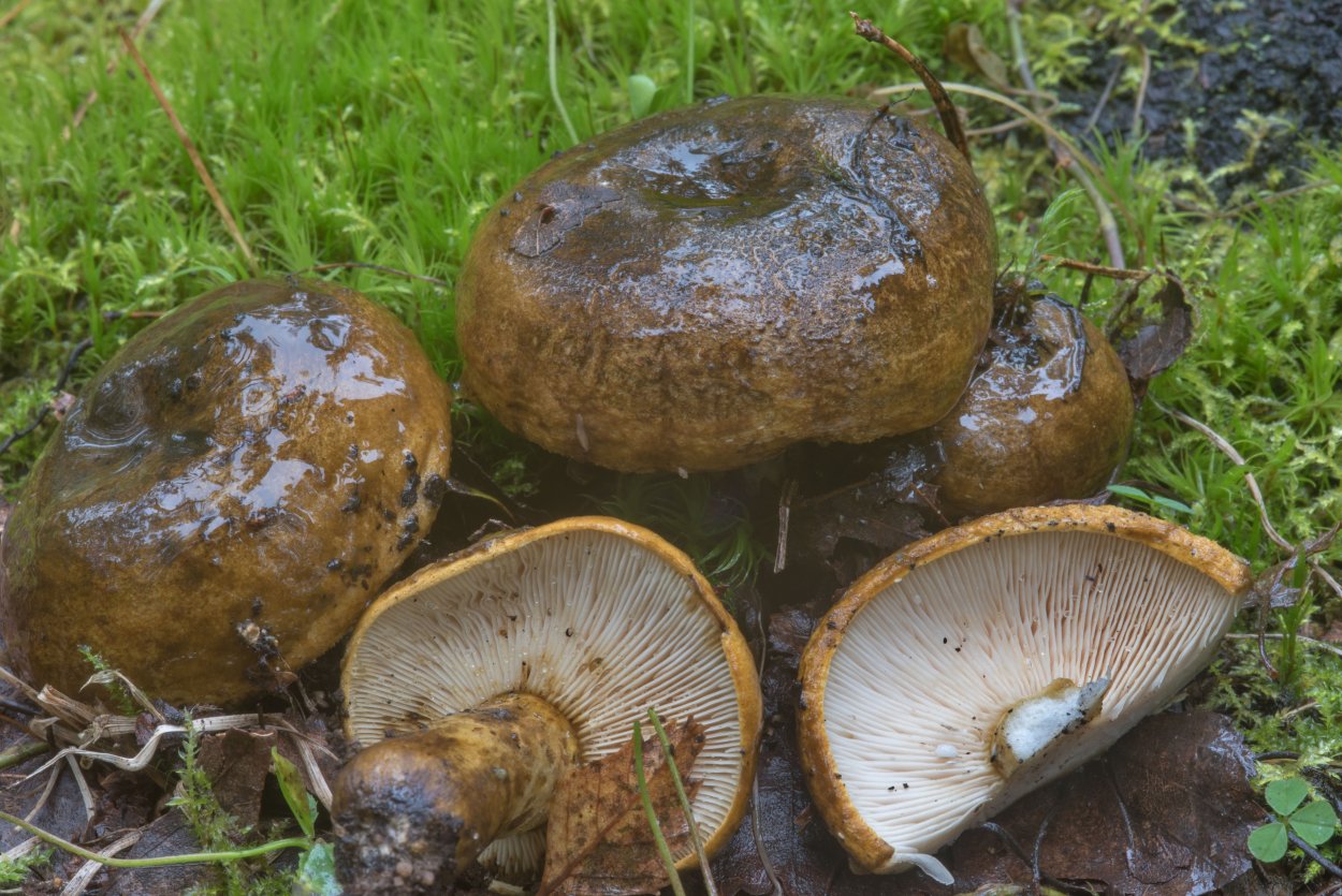 Свинушка уховидная