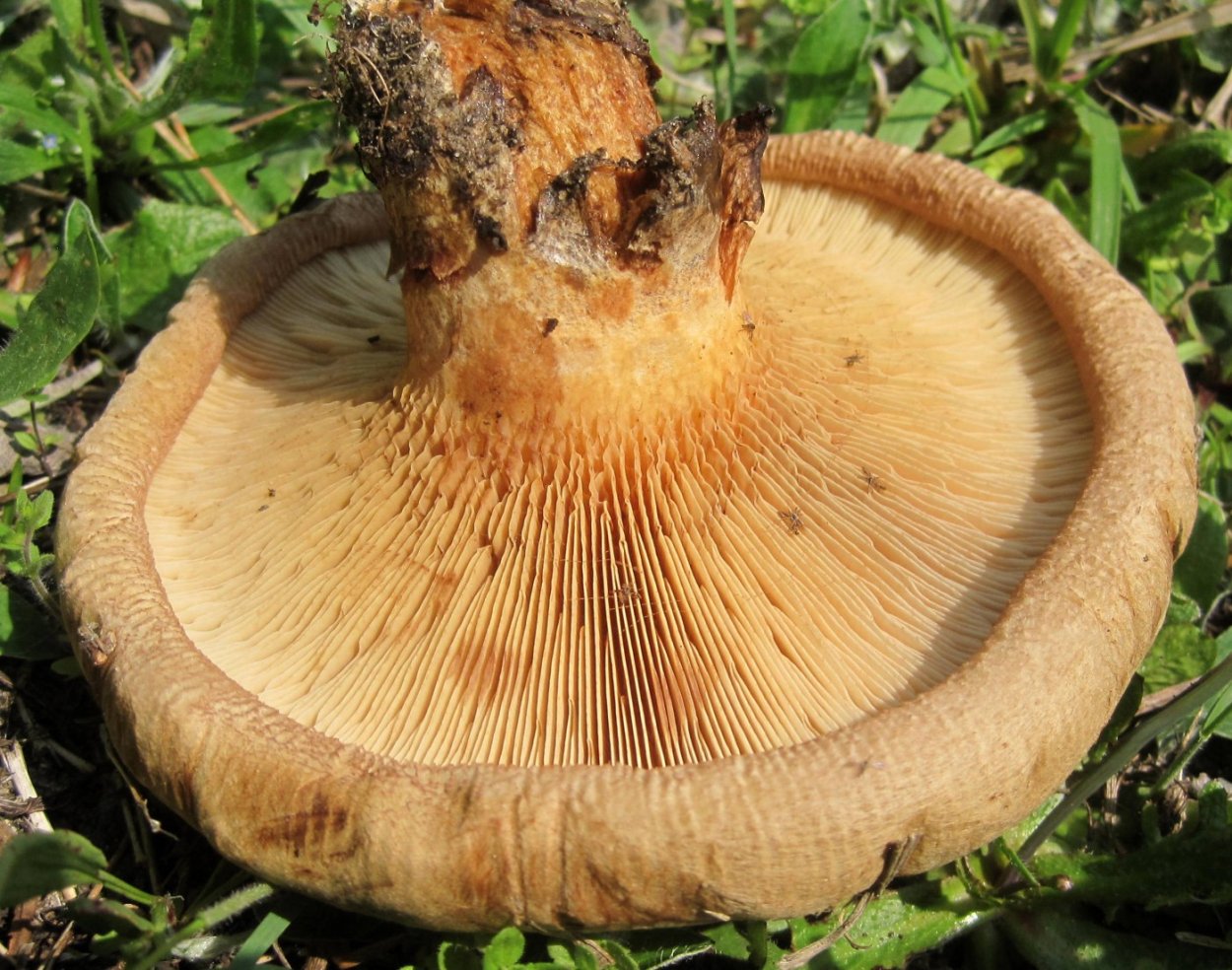 Свинушка бурый гриб