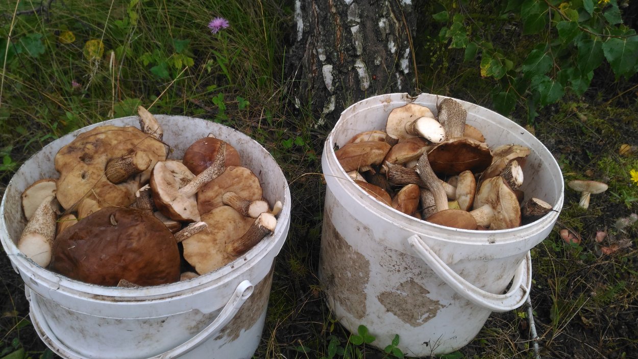 Грибы и грибники Липецкой