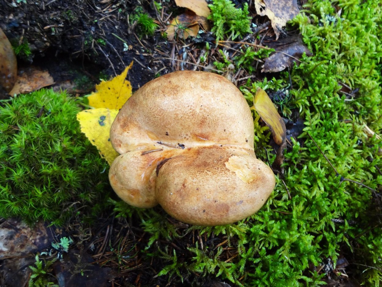 Свинорой гриб