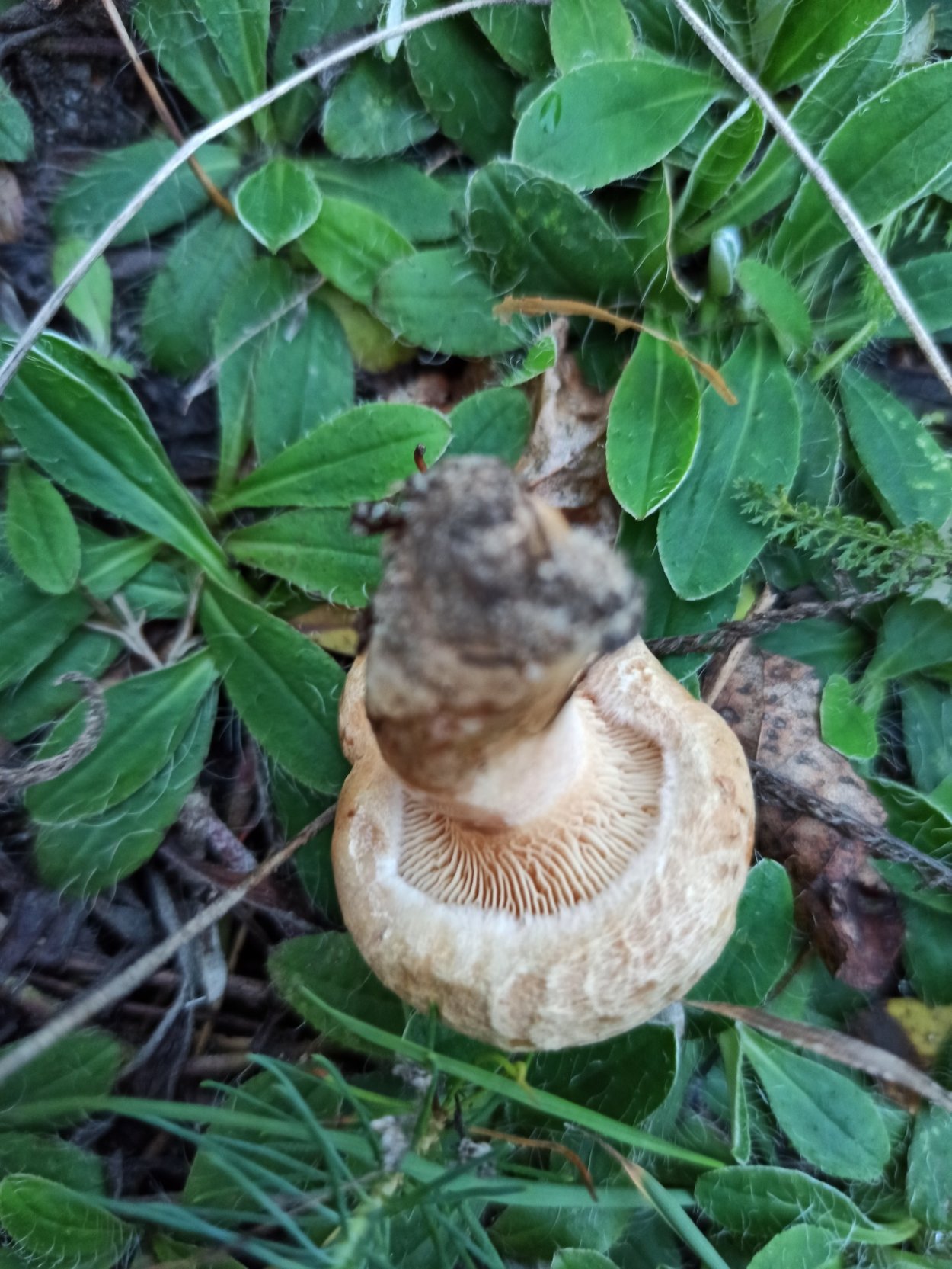 Свинушка толстоногая