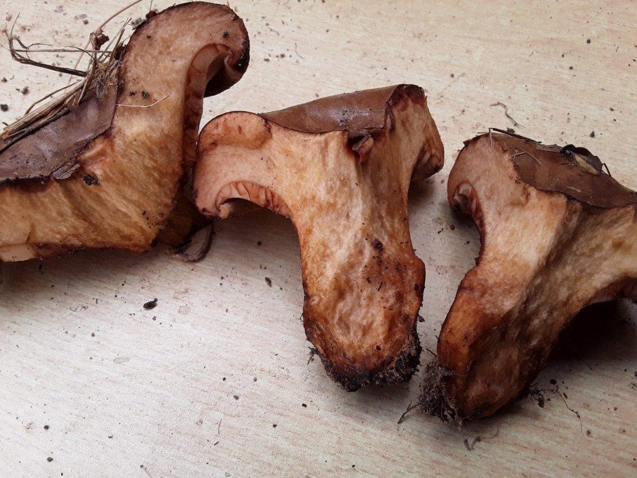 Поддубник свинушка