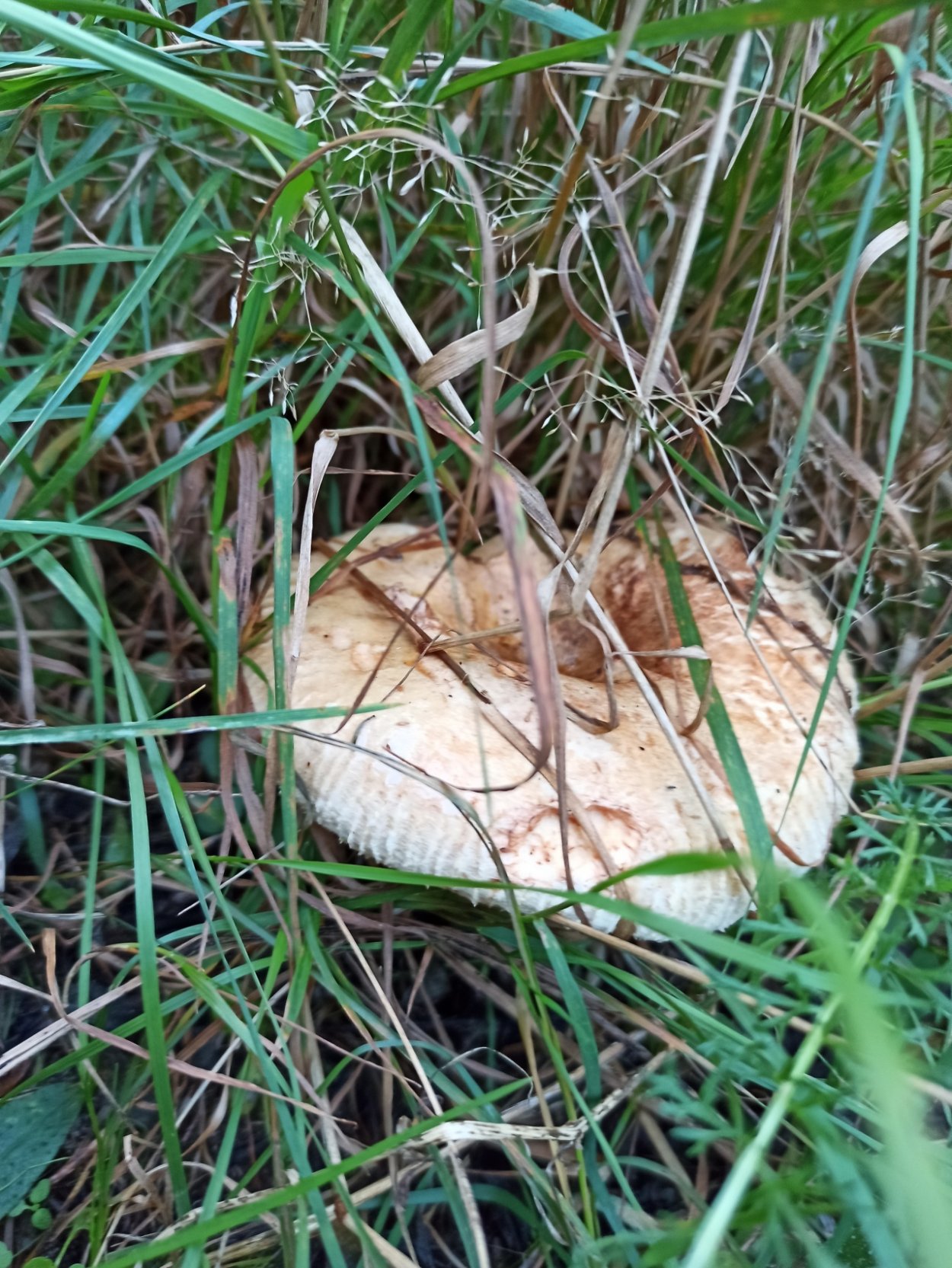 Гриб свинушка поддубник