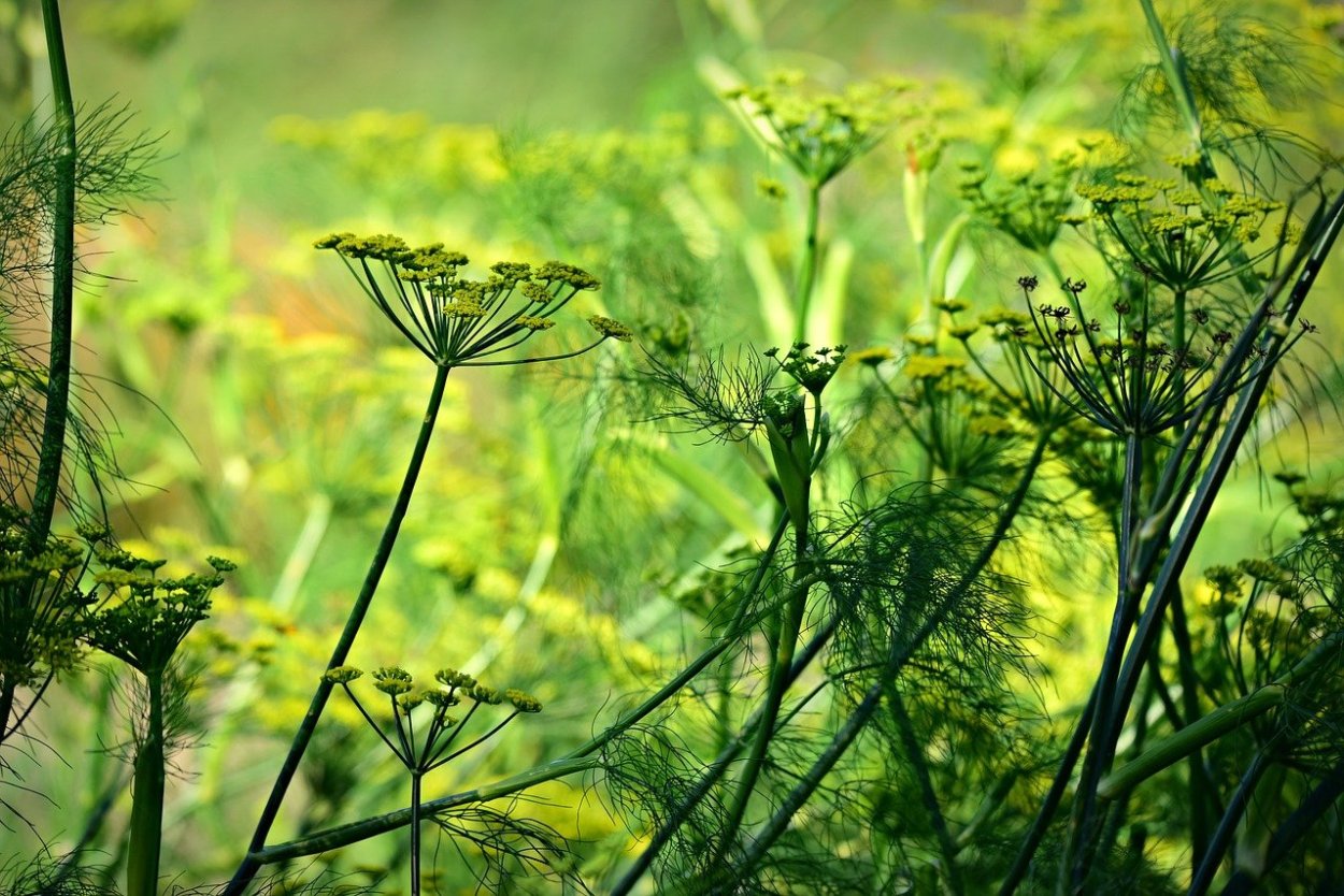 Синеголовник плосколистный Eryngium Planum
