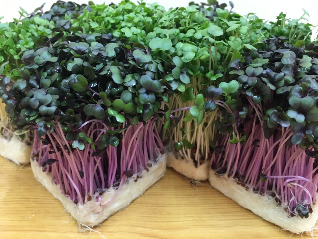 Микрозелень кольраби