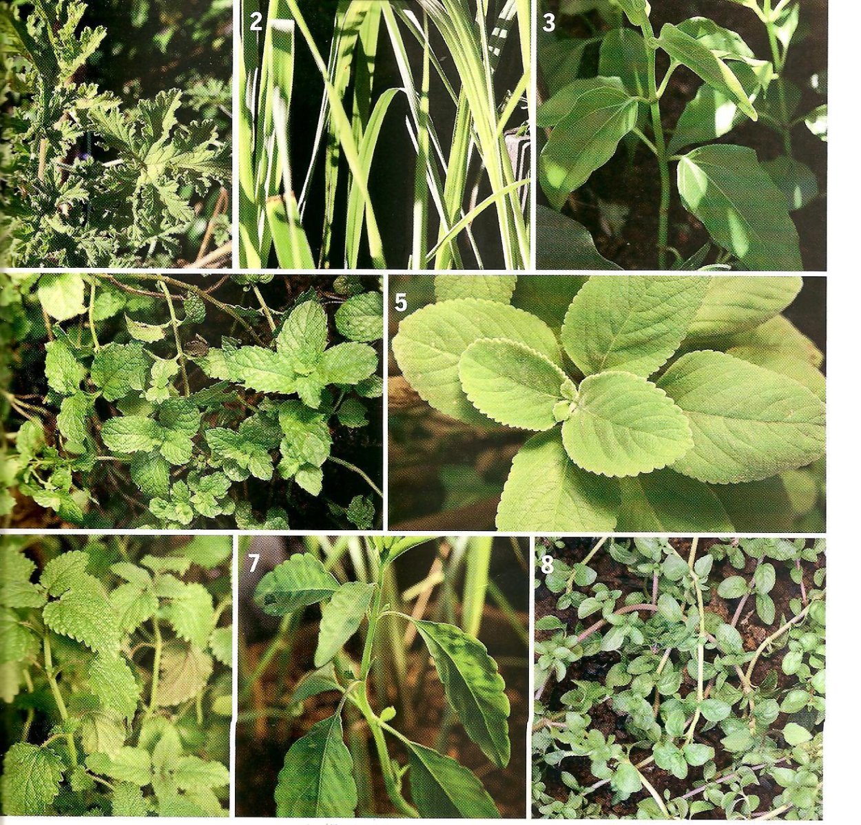 Растение съедобные с фиолетовыми цветочками