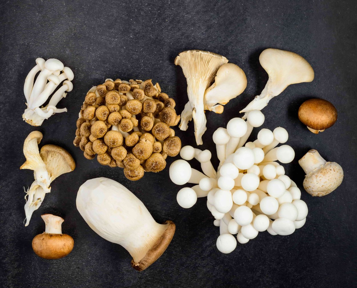 Грибы ЦАО ГУ