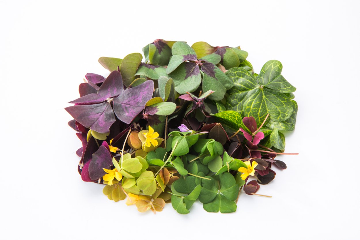 Иван чай сушеный