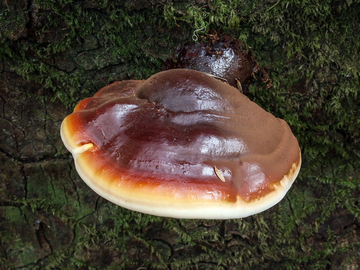 Древесный гриб рейши