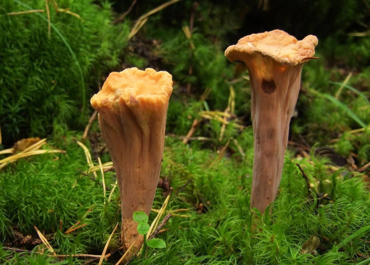 Рамария золотистая - Ramaria Aurea