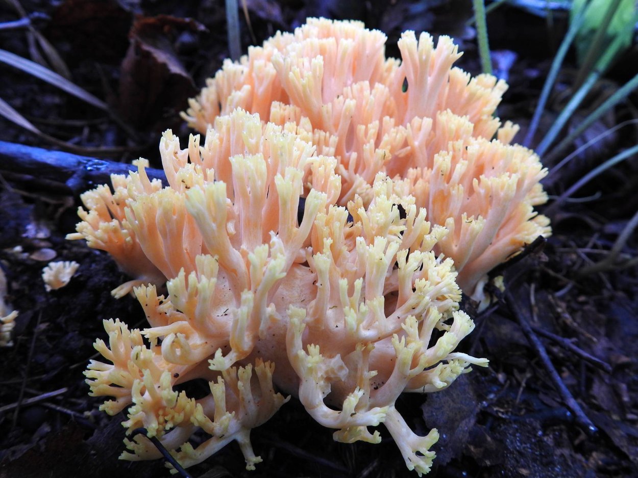 Клавариадельфус усеченный