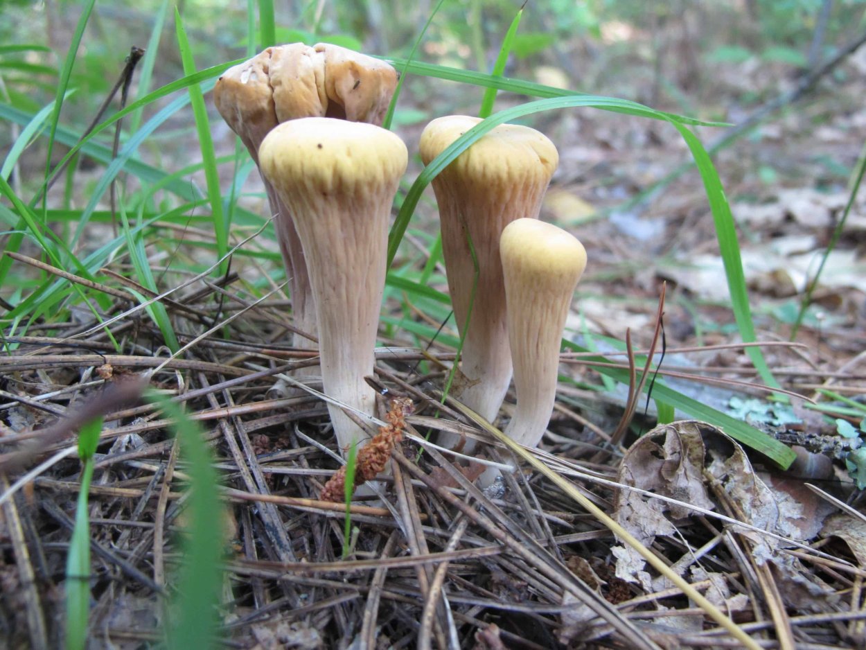 Рогатик пестиковый