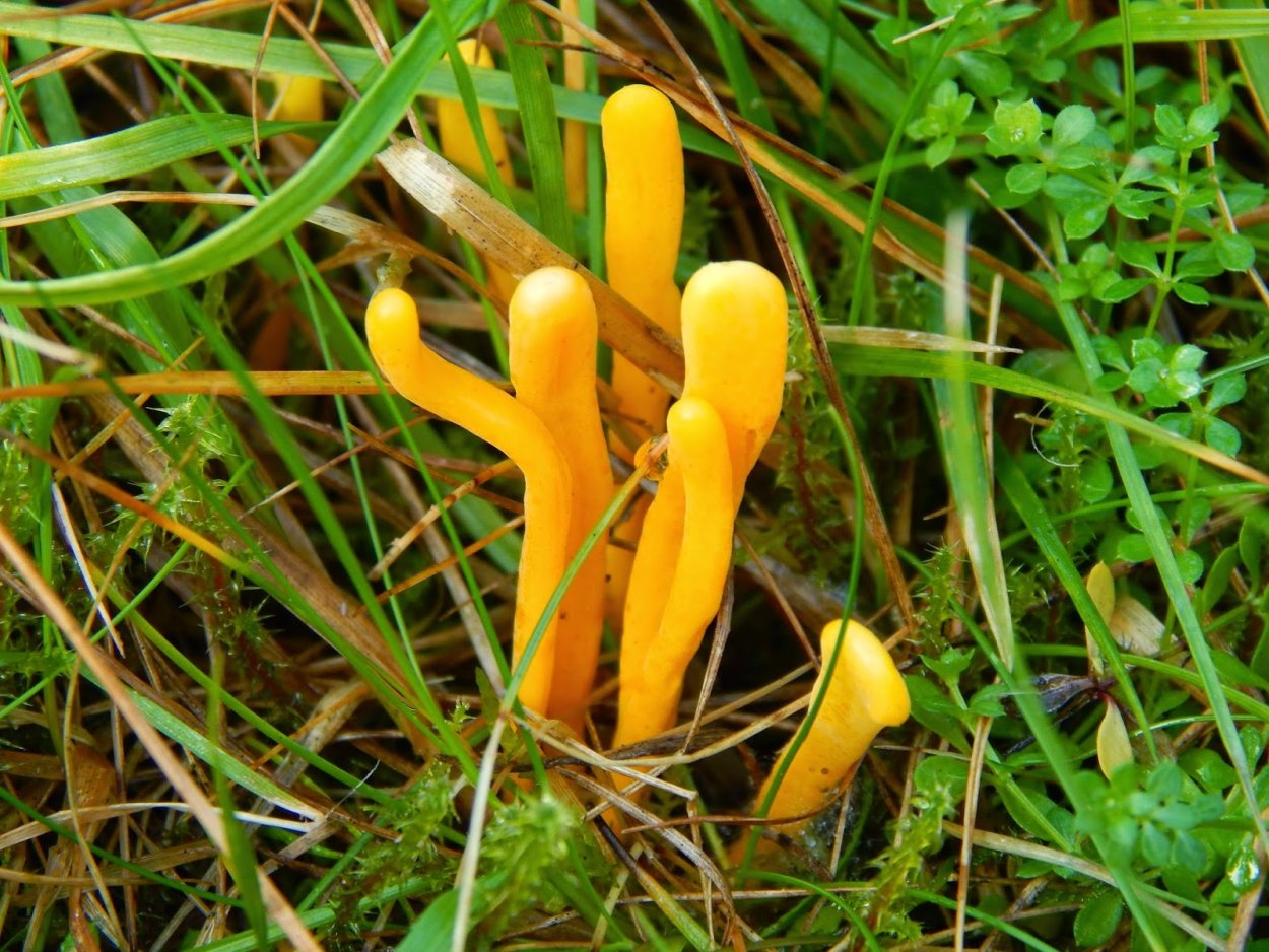 Рогатик язычковый гриб