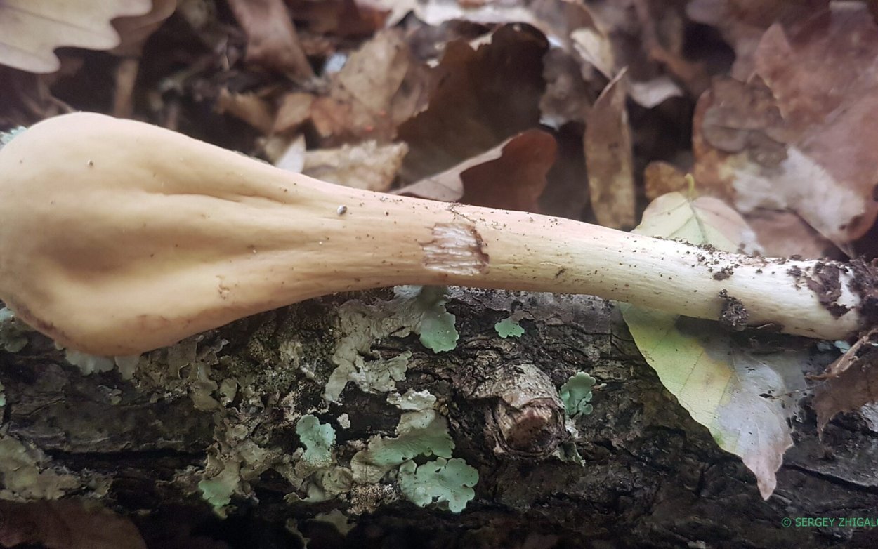 Рогатик язычковый гриб