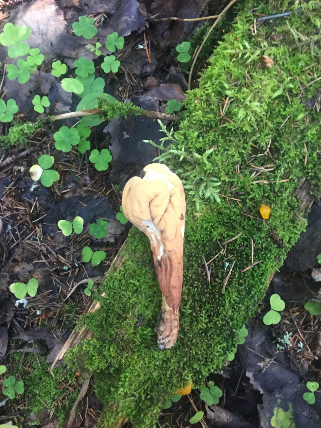 Рогатик язычковый (клавариадельфус пестиковый)