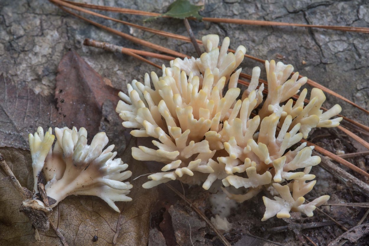 Рогатик усеченный гриб