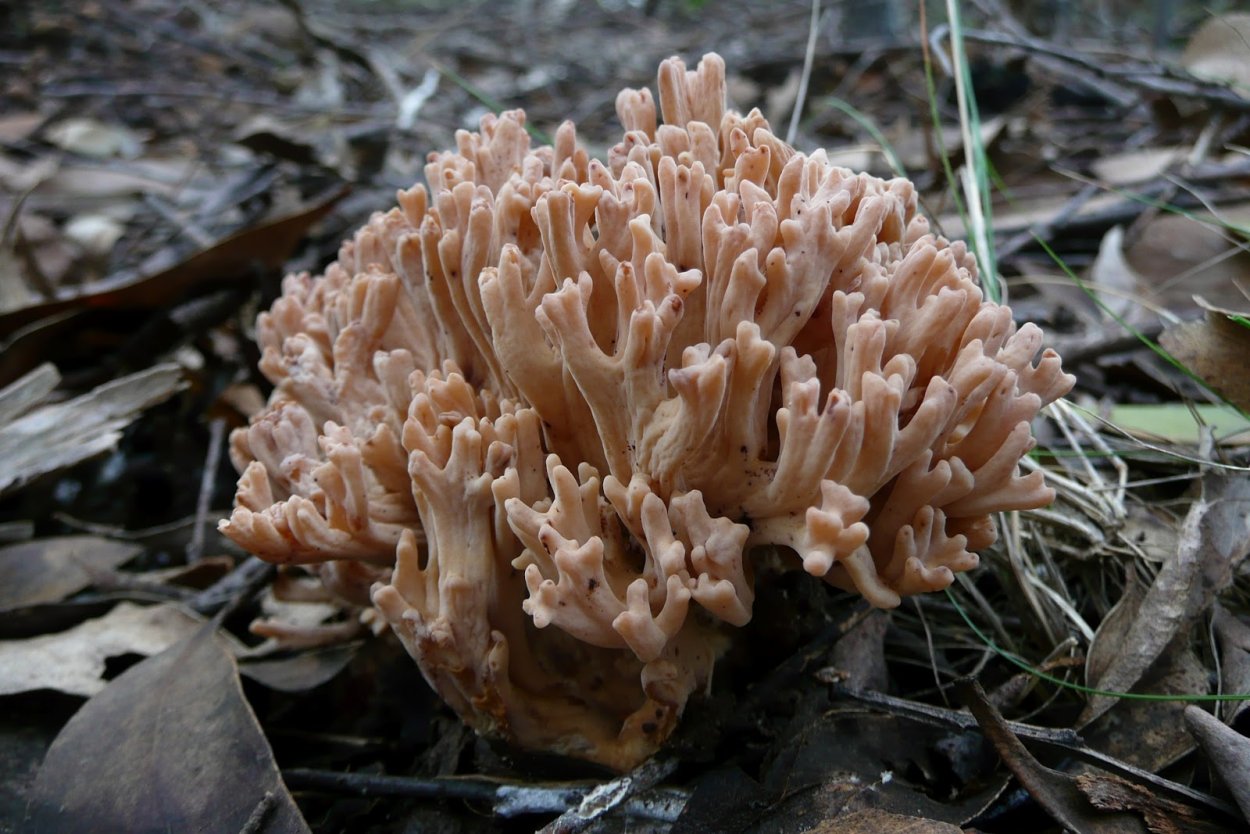 Рогатик трубчатый