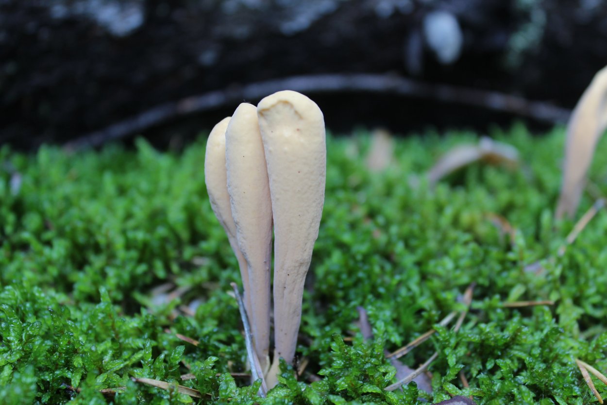 Клавариадельфус пестиковый