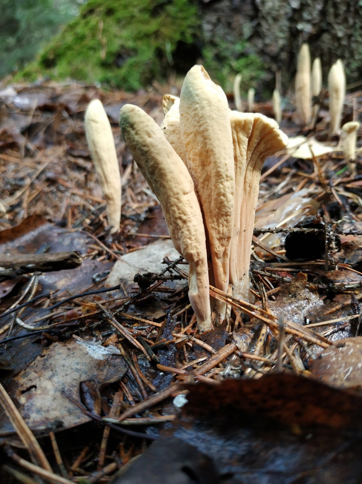 Рогатик язычковый (клавариадельфус пестиковый)