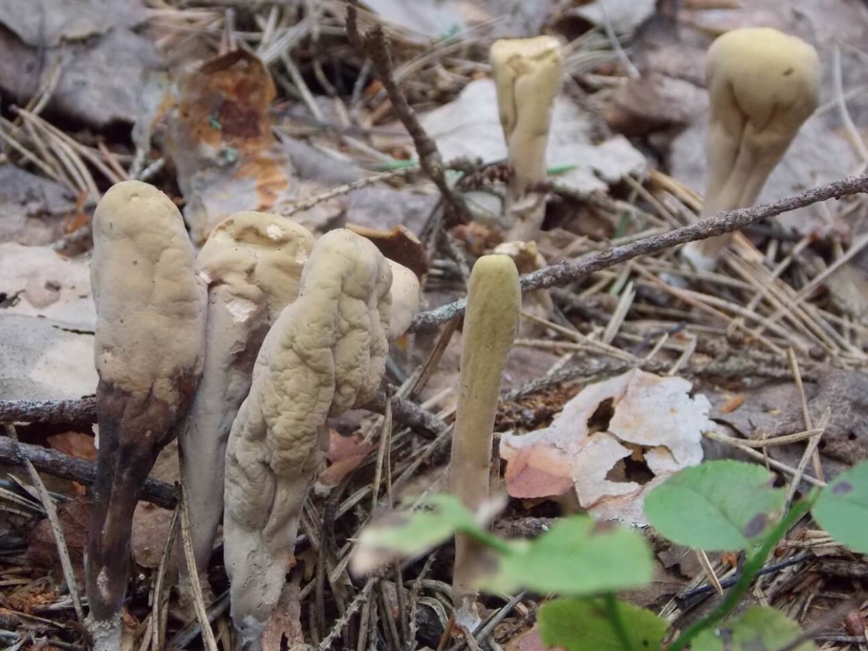 Рогатик язычковый гриб