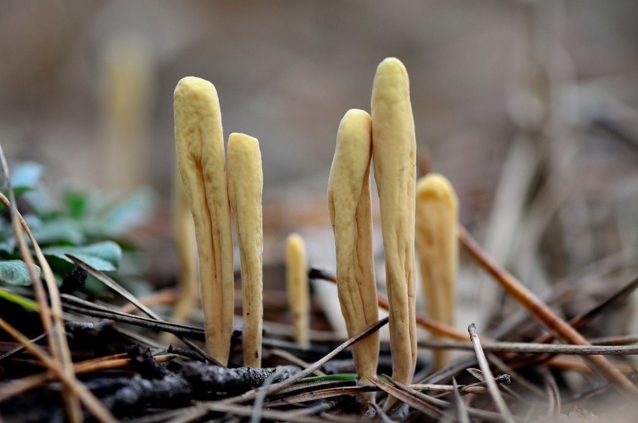 Гриб Рогатик пестиковый