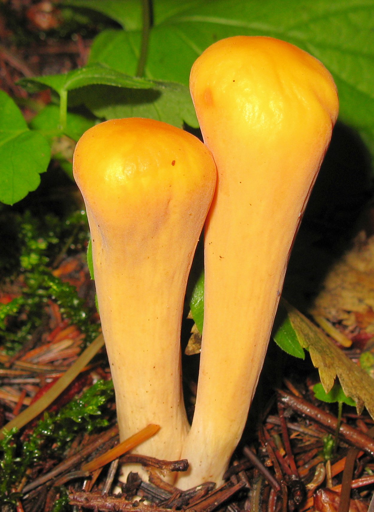 (Рогатик) клавариадельфус пестиковый