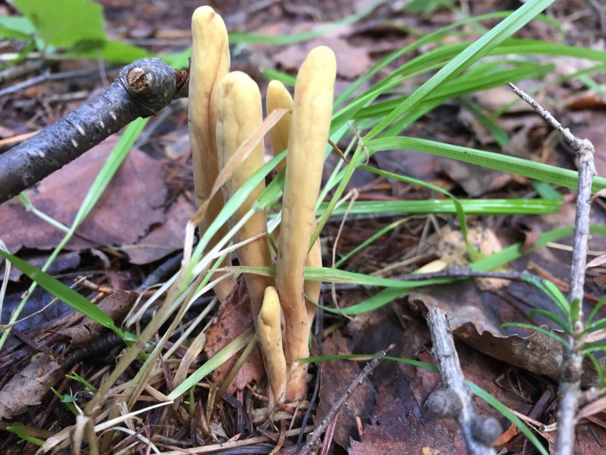 Клавариадельфус усеченный