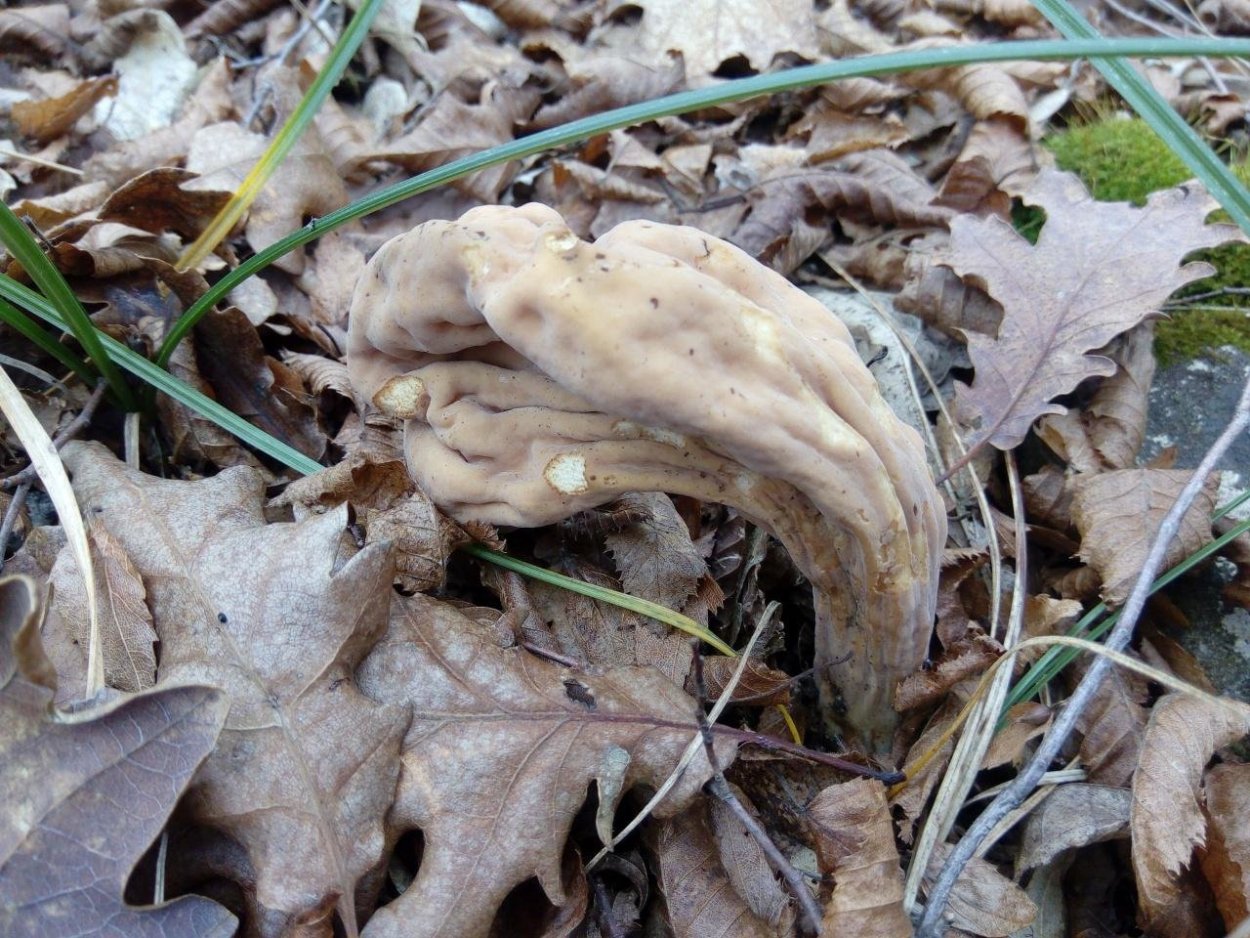 Есть ли у гриба Рогатик пестиковый ножка и шляпка