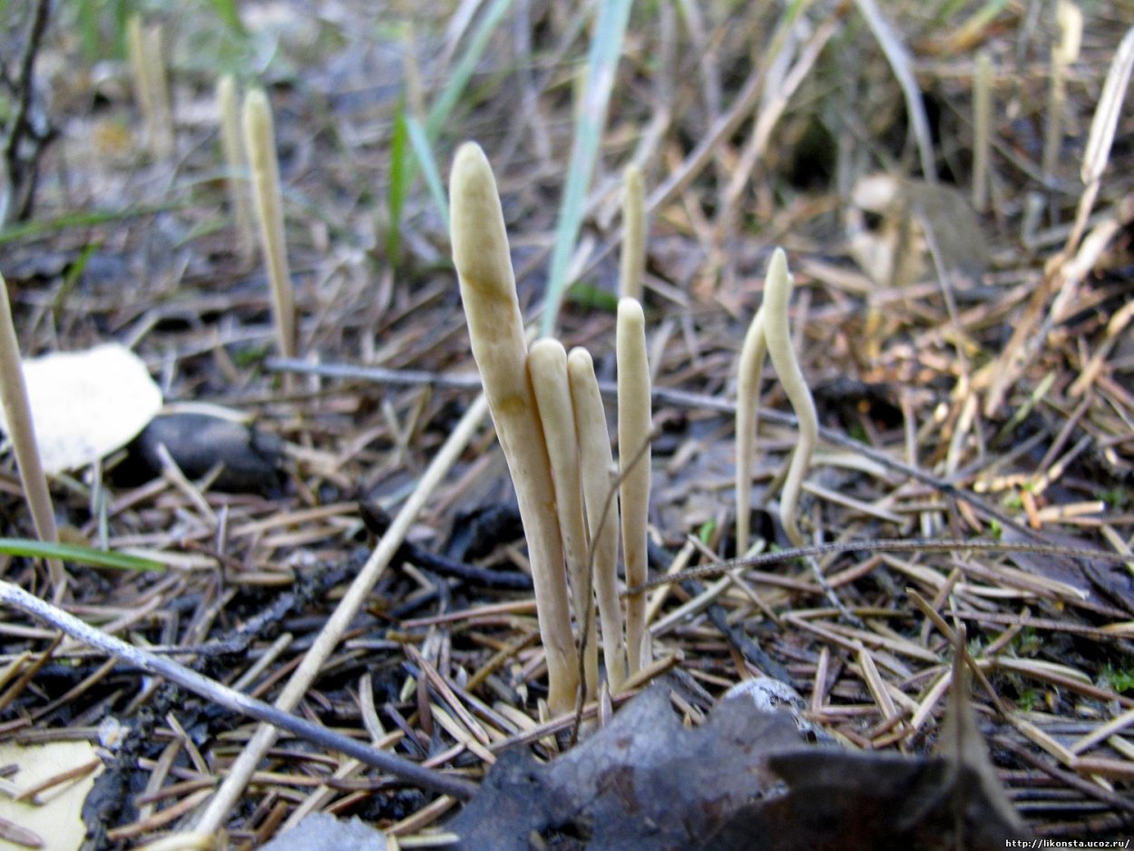 Клавариадельфус пестиковый гриб