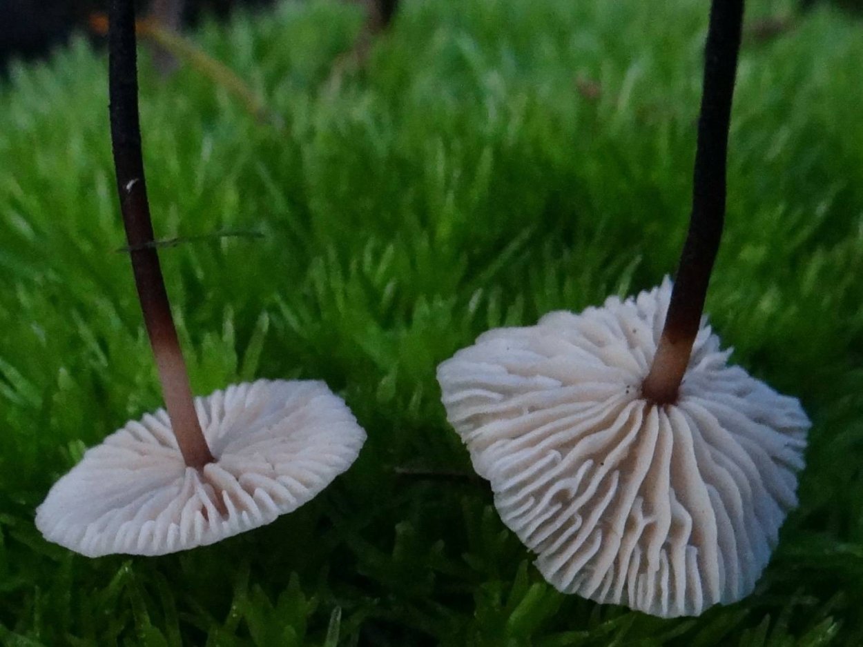 Гриб чесночник обыкновенный