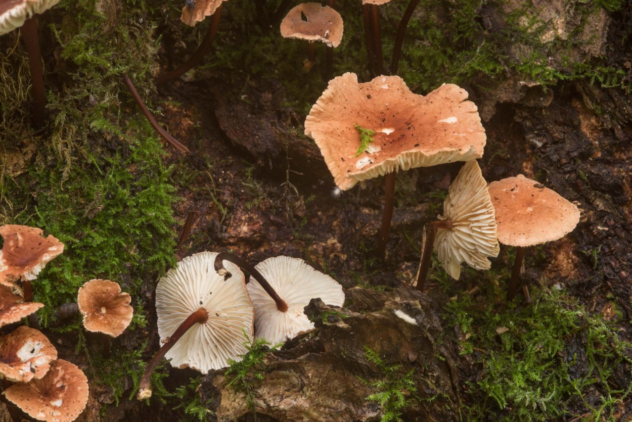 Гриб Marasmius scorodonius