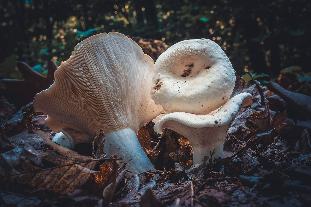 Чесночник гриб двойники