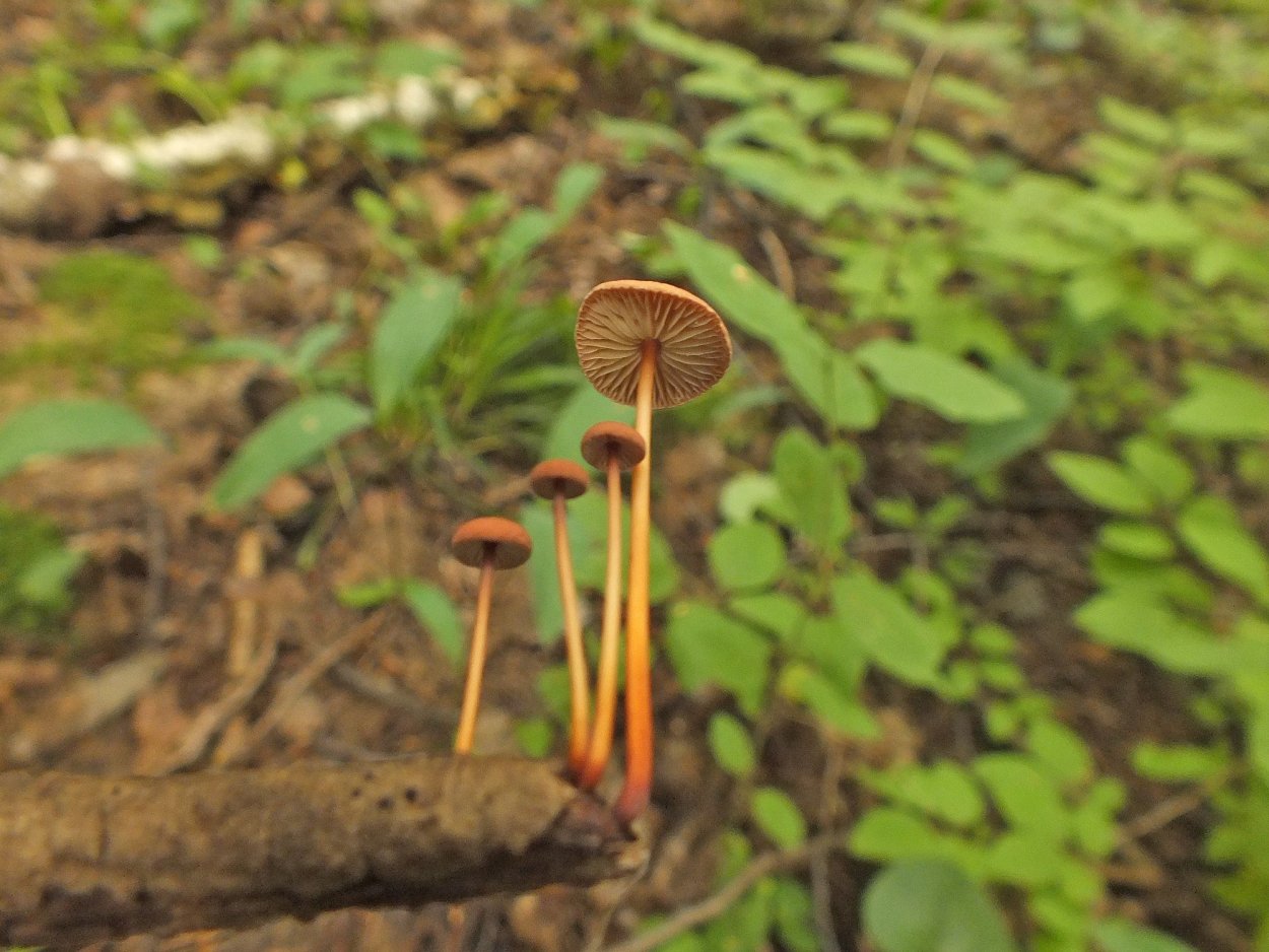 Чесночник обыкновенный (mycetinis scorodonius)