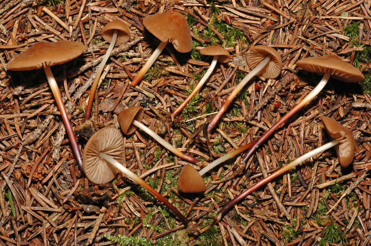 Опёнок Луговой негниучник