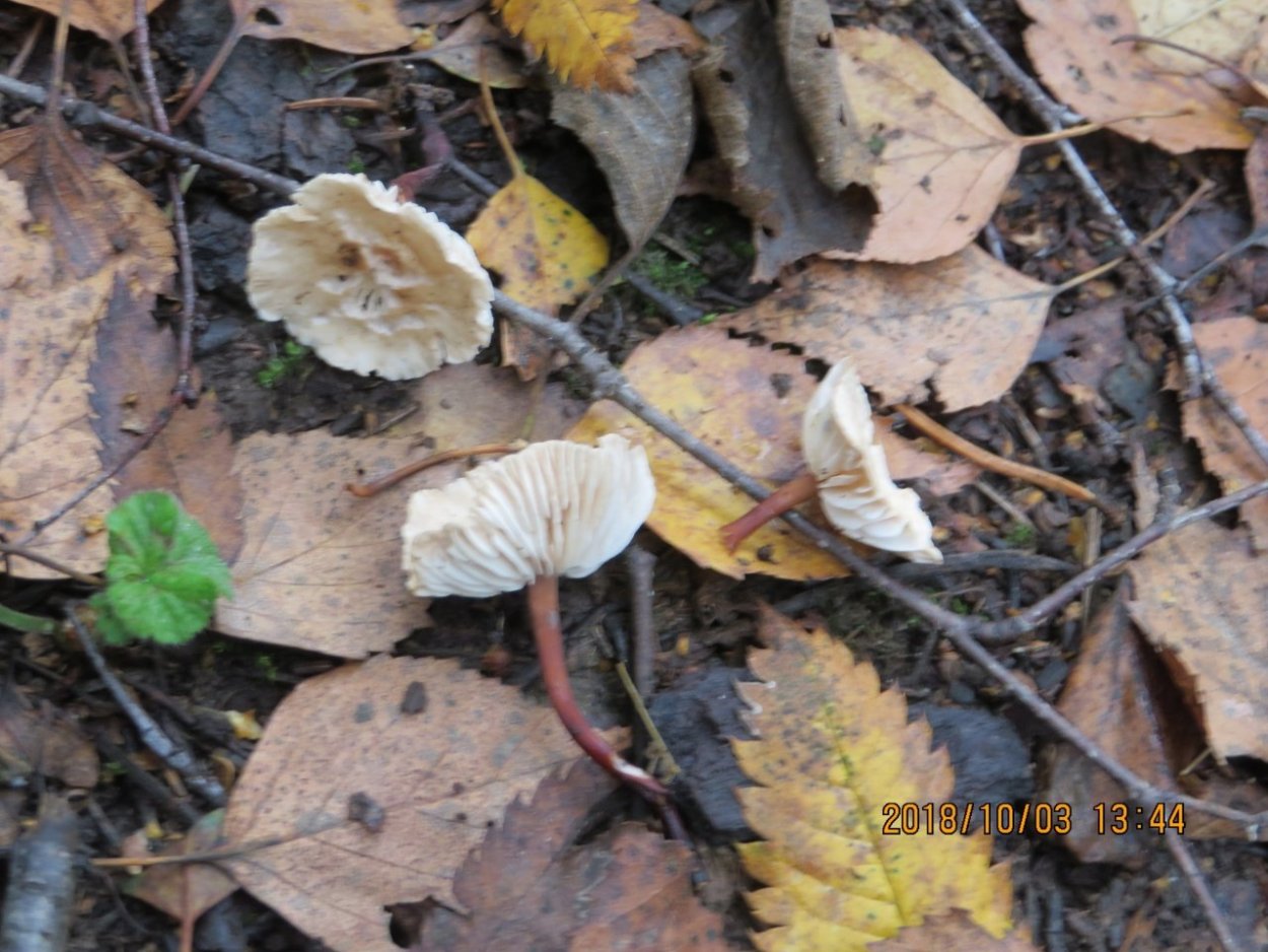 Гриб чесночник обыкновенный