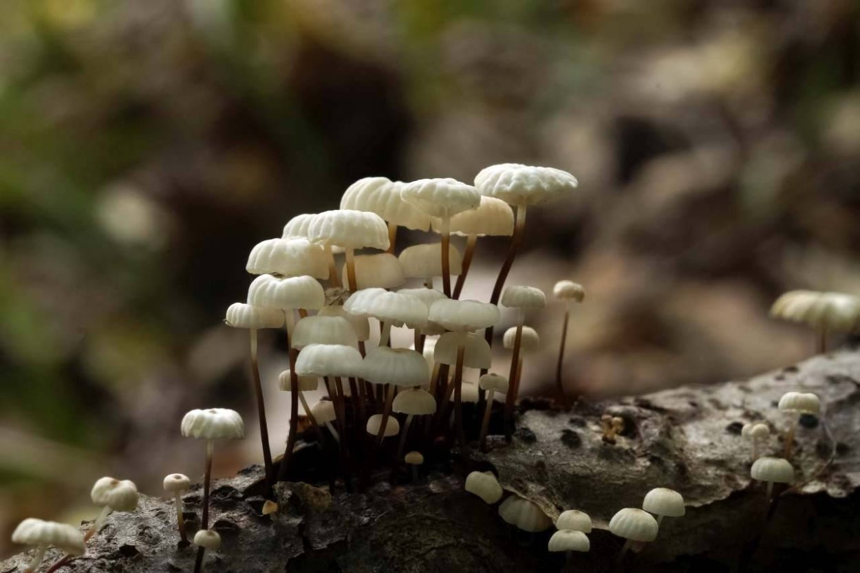 Гриб Marasmius scorodonius