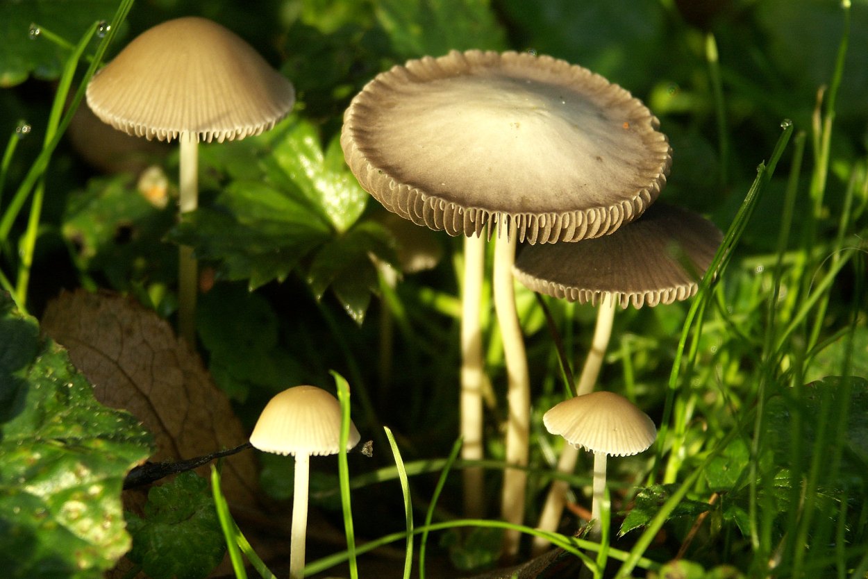 Gymnopus androsaceus