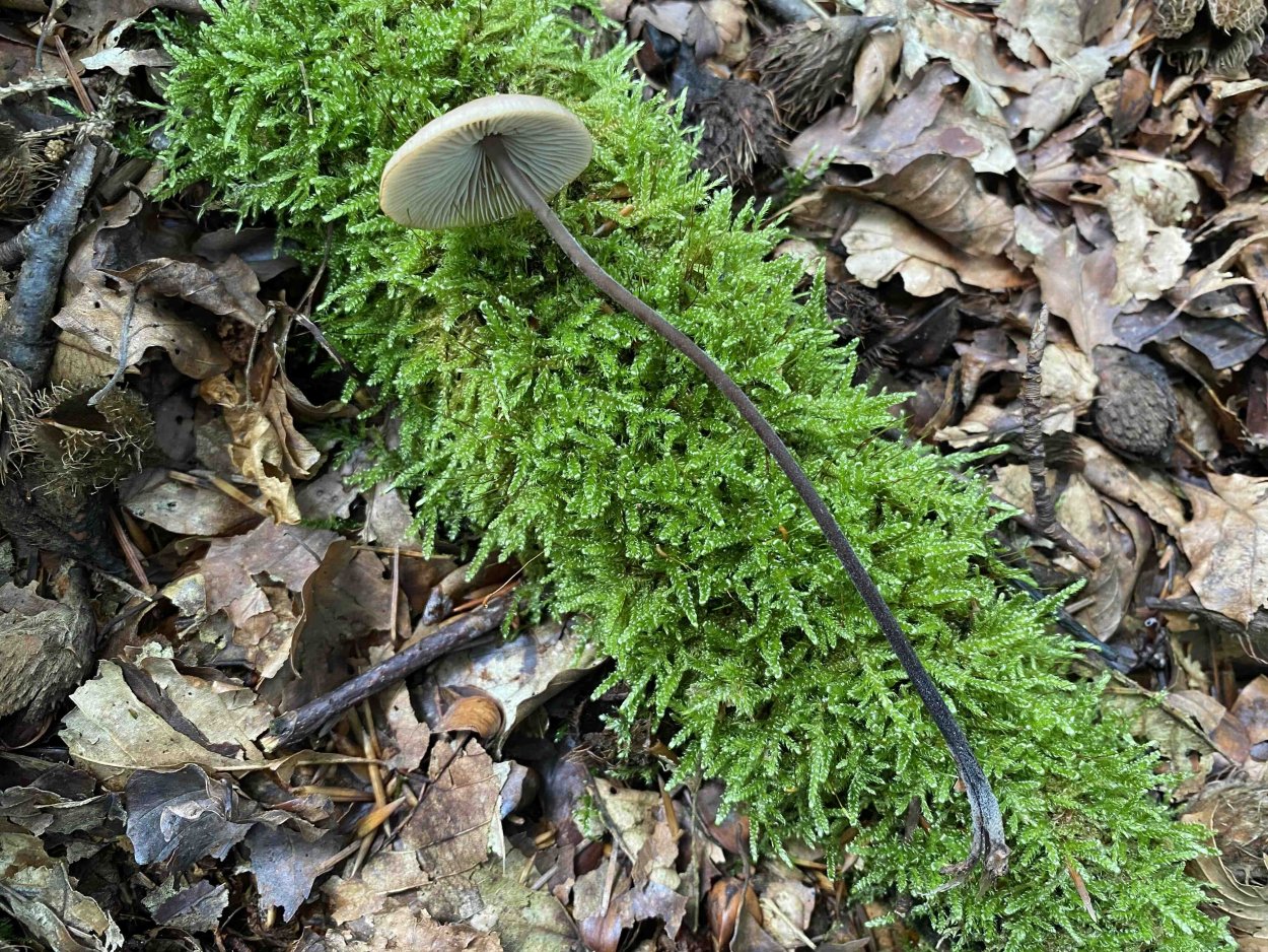 Гриб чесночник