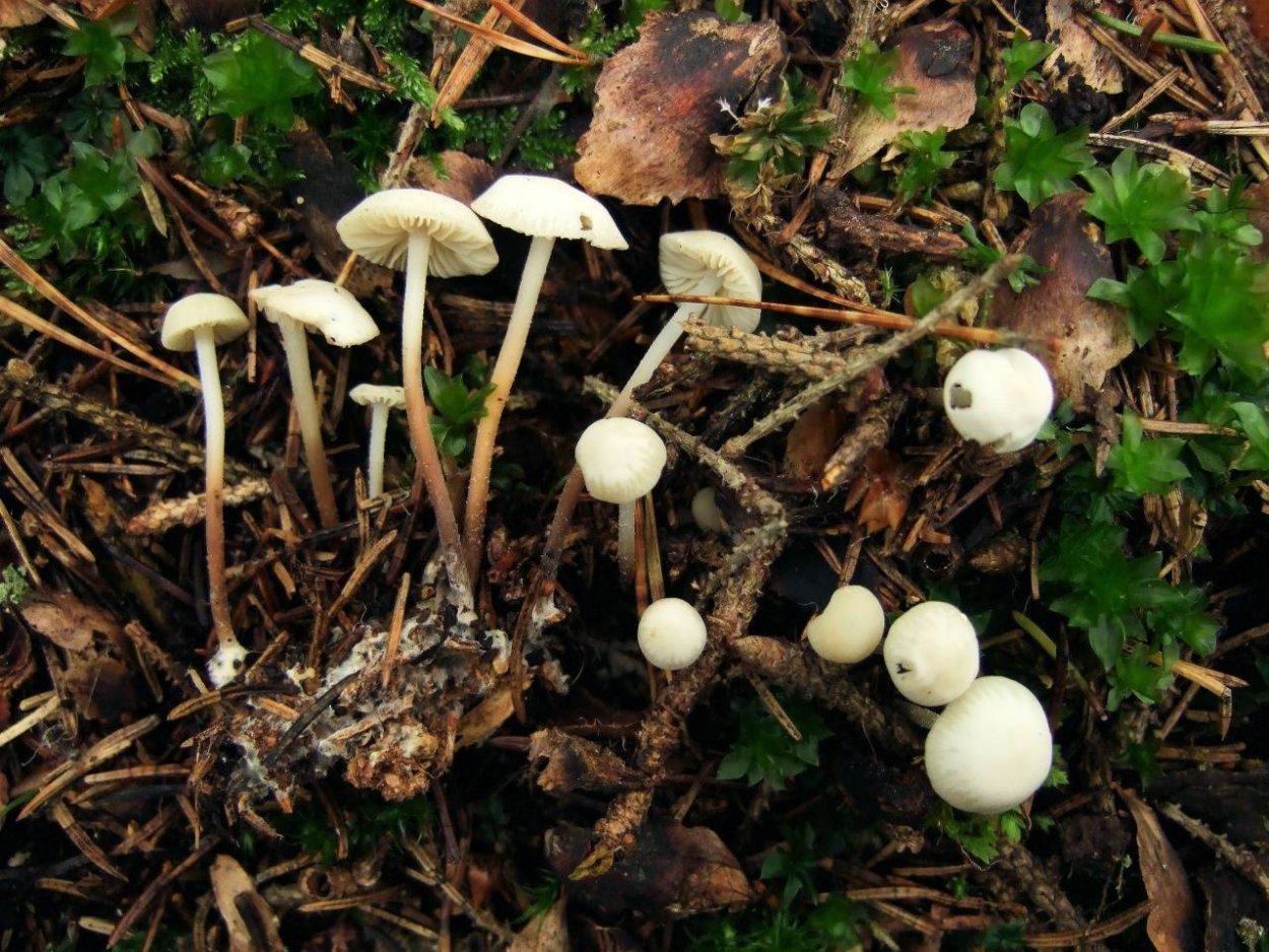 Marasmiellus ramealis