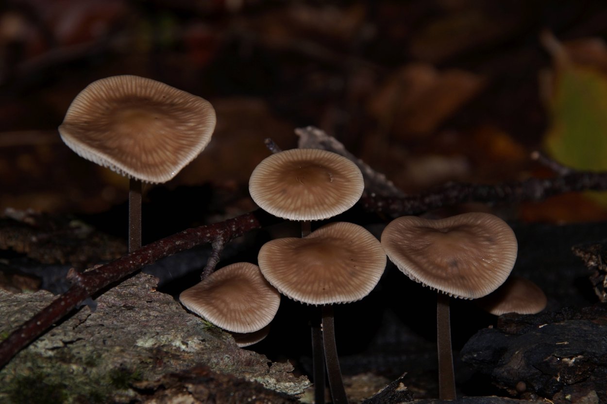 Marasmius androsaceus