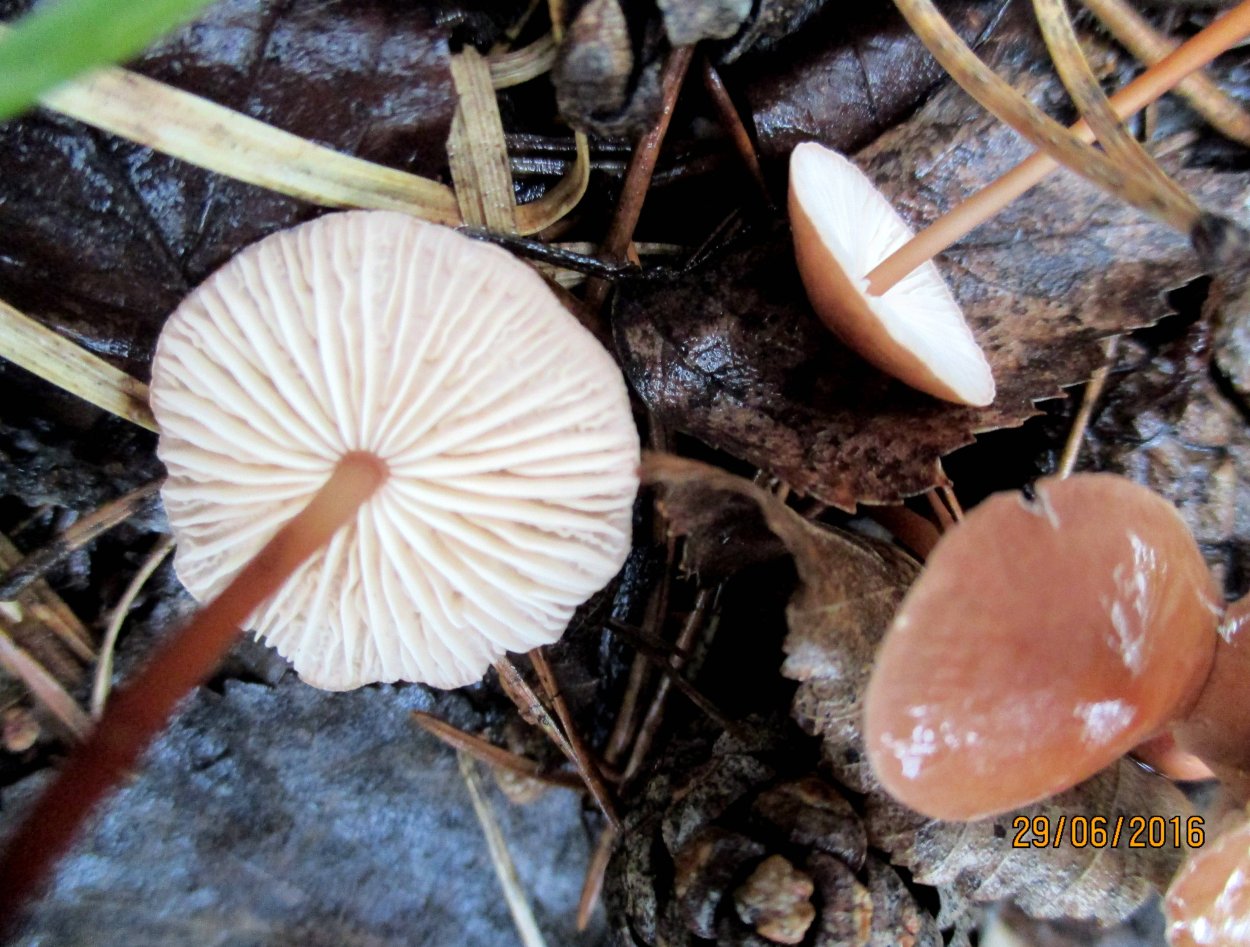 Керамика чесночник