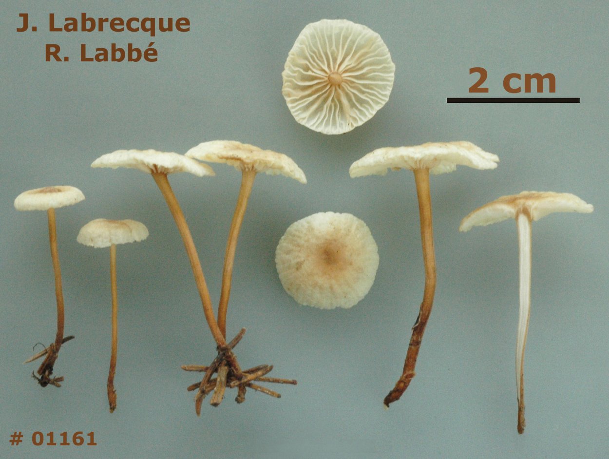Гриб Marasmius scorodonius