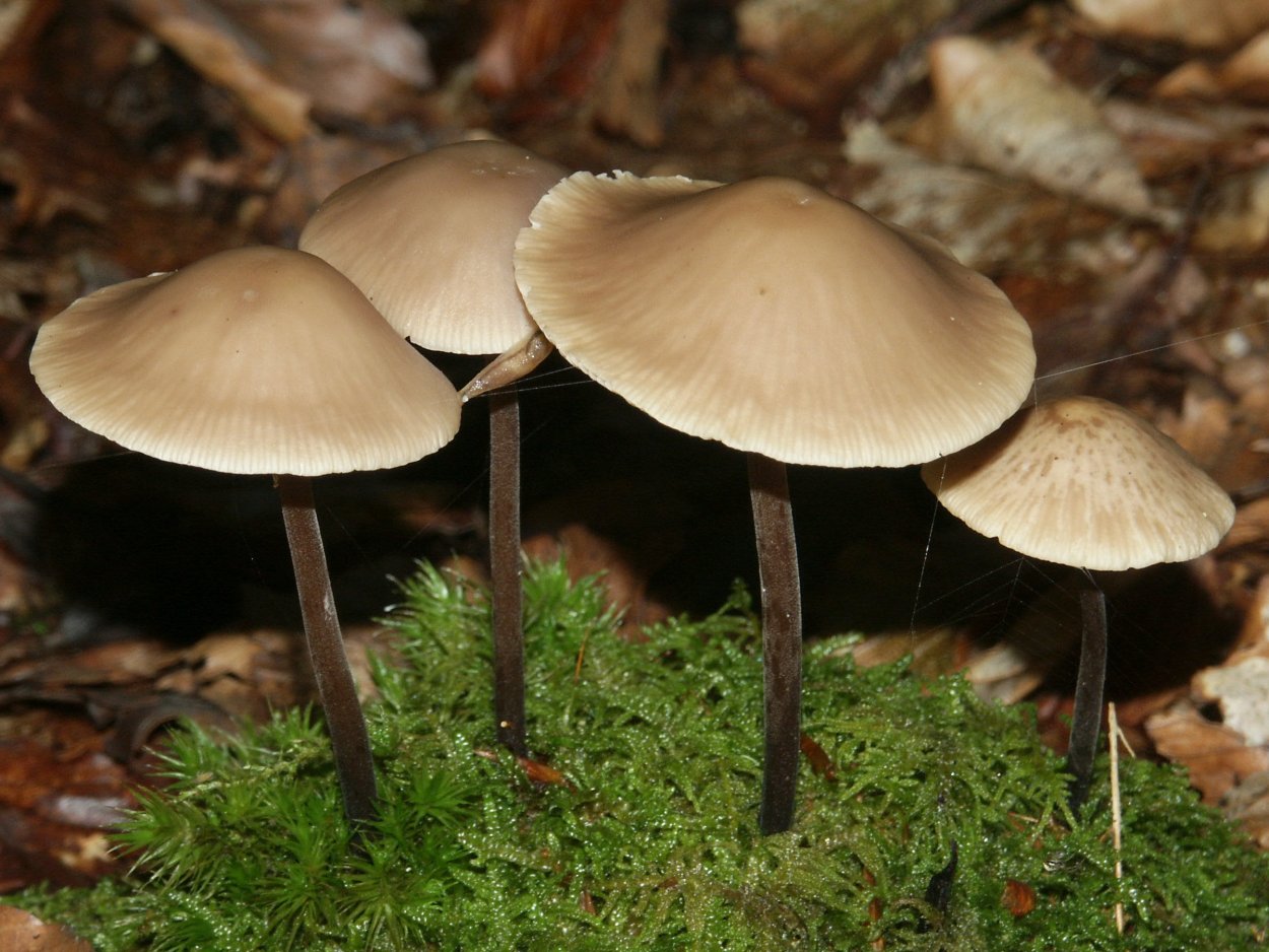 Гриб Marasmius scorodonius